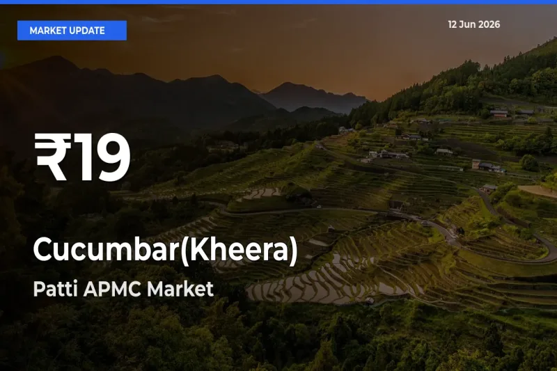 Sharp Fall! Cucumbar(Kheera) Prices Drop to 30-Day Low in Patti APMC