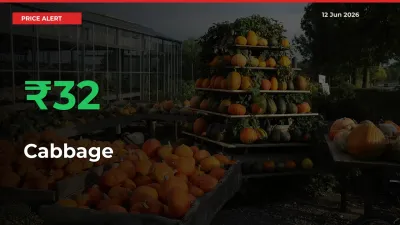 Why Cabbage Prices Rose 31.56% in a Day at Mandis