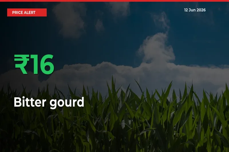 15.74% Spike in Bitter gourd Prices – Mandi Sees Sudden Rally