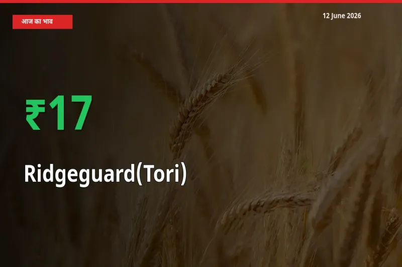 तेज़ तेजी! मंडी में तोरई के दाम 16.64% चढ़े