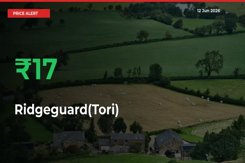 16.64% Spike in Ridgeguard(Tori) Prices – Mandi Sees Sudden Rally