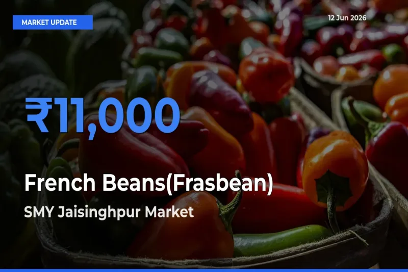 Market Watch: SMY Jaisinghpur Becomes Top Mandi for French Beans(Frasbean)