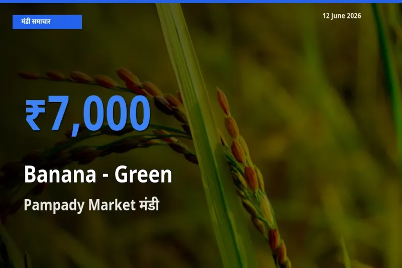 आज का मंडी भाव: केला - हरा के सबसे ज़्यादा दाम Pampady Market में