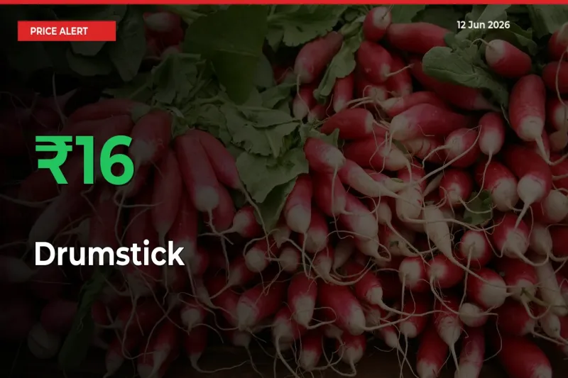 Big Rally! Drumstick Climbs 16.25% in 24 Hours at Top Mandis