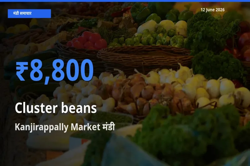 Kanjirappally Market में ग्वार फली का आज सबसे ऊँचा भाव