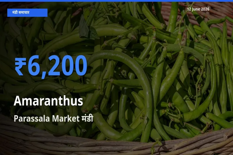 Parassala Market में चौलाई का आज सबसे ऊँचा भाव