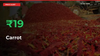 Sudden 18.55% Rally in Carrot Prices Across Mandis