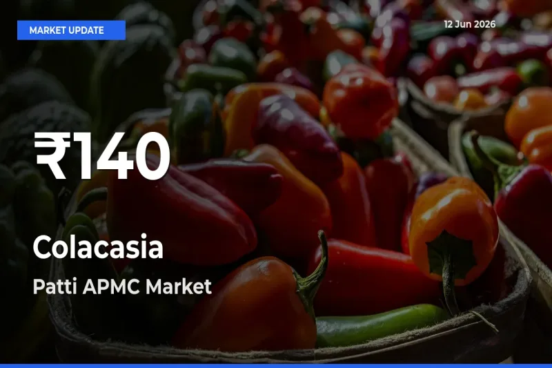Colacasia Falls to ₹140 in Patti APMC – 30-Day Lowest Rate