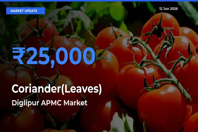 Diglipur APMC Tops Coriander(Leaves) Rates – June 12 Market Update