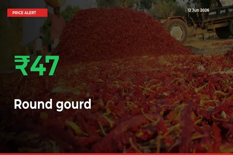 Round gourd Rises 47.37% at Mandis