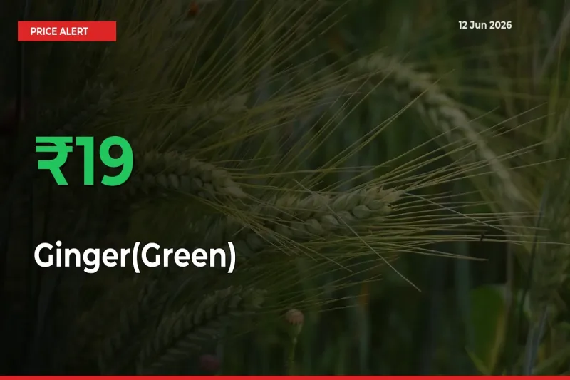 Ginger(Green) Prices Rise 18.89% in a Day at Major Mandis