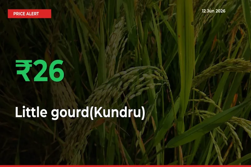 Little gourd(Kundru) Rises 25.92% at Mandis