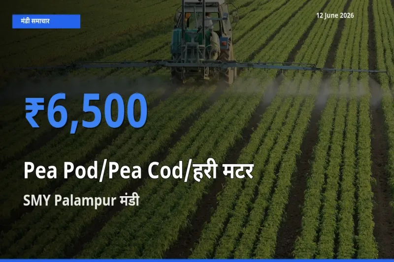 बाज़ार संकेत: SMY Palampur बना मटर की फली के लिए आज की टॉप मंडी