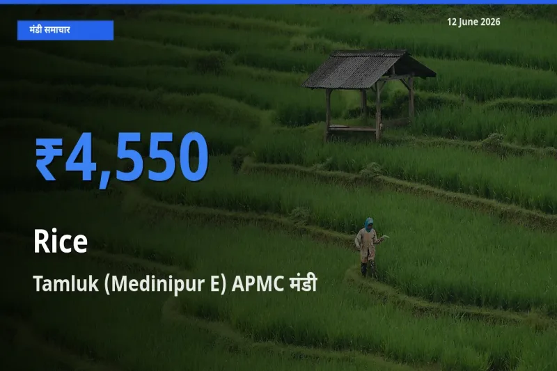 आज का मंडी भाव: चावल के सबसे ज़्यादा दाम Tamluk (Medinipur E) APMC में