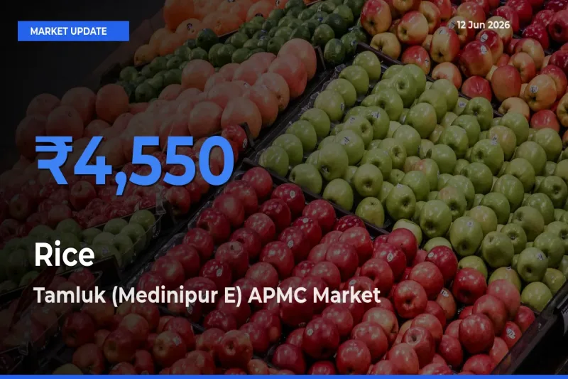 Tamluk (Medinipur E) APMC Offers ₹4,550 – Highest Rice Rate Today
