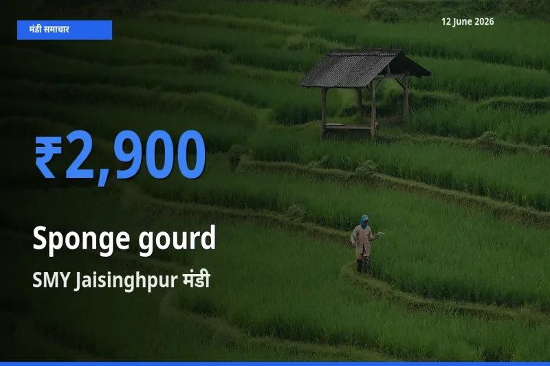 SMY Jaisinghpur मंडी में तोरई (नेनुआ) ₹2,900 पर पहुँचा – आज का सर्वोच्च भाव
