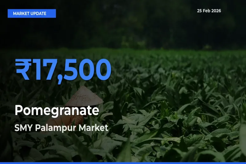 Top Performer! SMY Palampur Offers Best Pomegranate Price Today