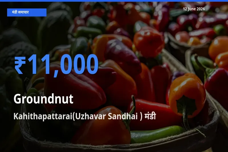 12 June अपडेट: मूंगफली के सबसे ऊँचे दाम Kahithapattarai(Uzhavar Sandhai ) मंडी में