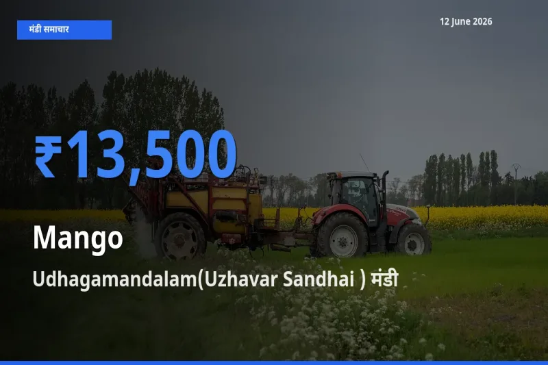 किसानों की पसंद बना Udhagamandalam(Uzhavar Sandhai ), आम के सबसे अच्छे दाम