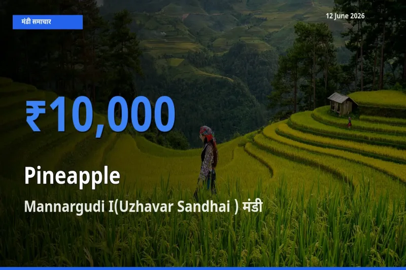 आज अनानास के सबसे ज़्यादा दाम Mannargudi I(Uzhavar Sandhai ) मंडी में दर्ज