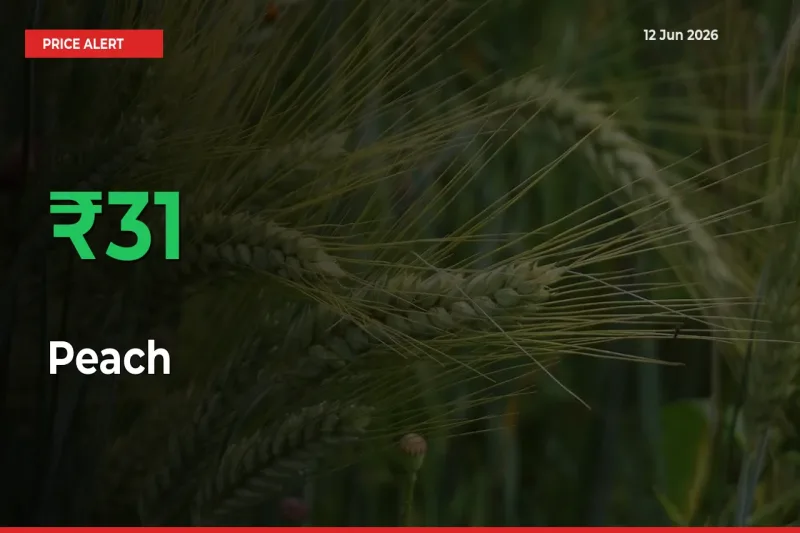 This Mandi Records 31.27% Jump in Peach Prices