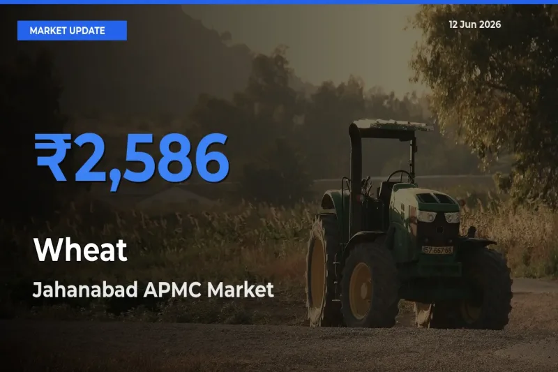 Jahanabad APMC Tops Wheat Mandi Rates Today