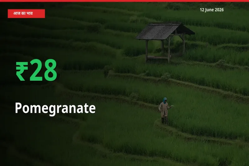 स्थानीय मंडी में अनार के दाम अचानक 27.91% उछले, किसान सतर्क