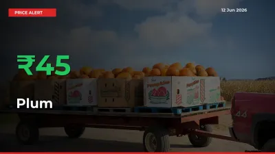 Sharp Jump! Plum Prices Climb 45.24% in 24 Hours at Key Mandis