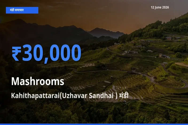 Kahithapattarai(Uzhavar Sandhai ) मंडी में मशरूम ₹30,000 पर पहुँचा – आज का सर्वोच्च भाव