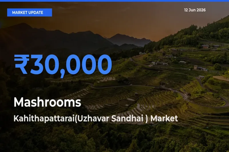 Kahithapattarai(Uzhavar Sandhai ) Records Highest ₹30,000 Rate for Mashrooms