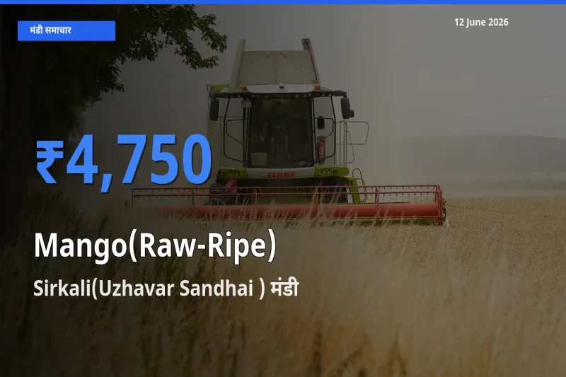 Sirkali(Uzhavar Sandhai ) में आम (कच्चा-पका) का आज सबसे ऊँचा भाव