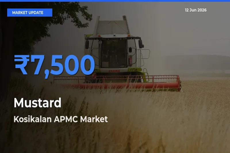 Farmers Prefer Kosikalan APMC as Mustard Hits Highest Rate