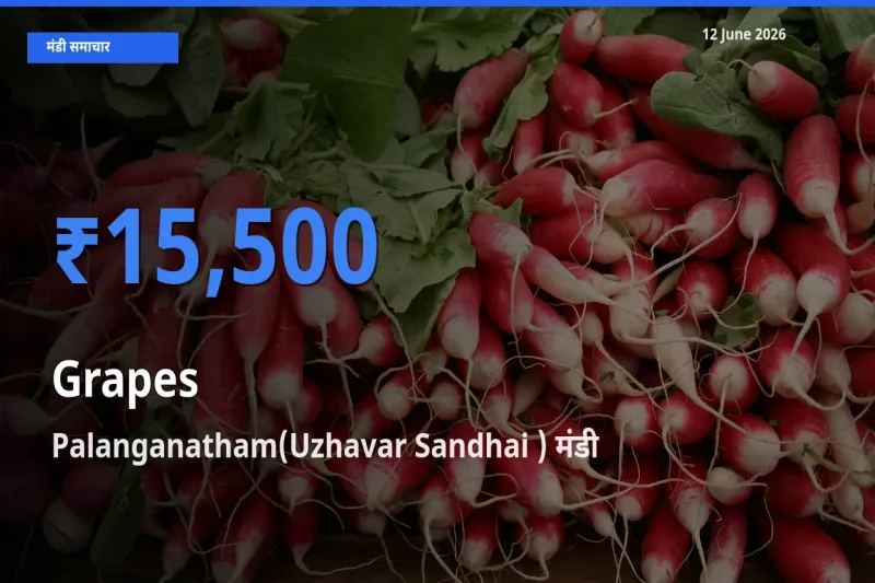टॉप मंडी बना Palanganatham(Uzhavar Sandhai )! अंगूर के सबसे ऊँचे दाम यहीं दर्ज