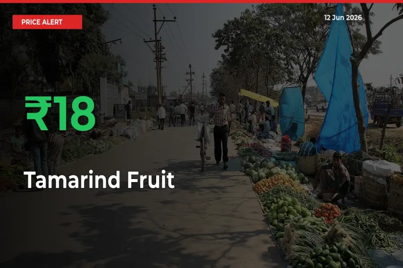 Sudden 17.73% Rally in Tamarind Fruit Prices Across Mandis
