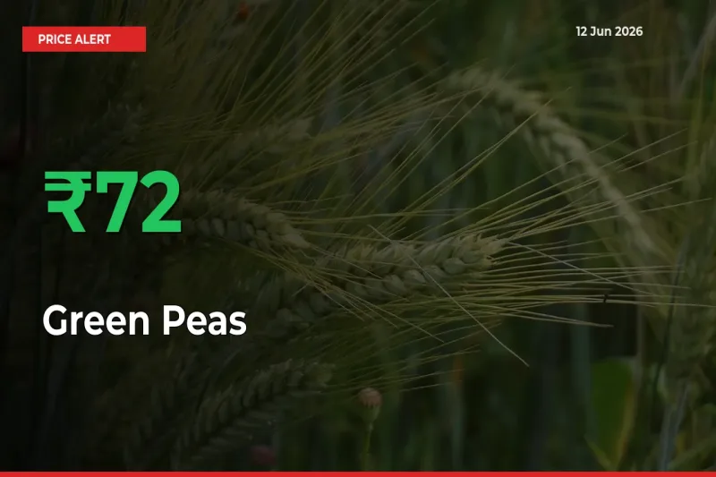 Green Peas Prices Rise 71.69% in a Day at Major Mandis
