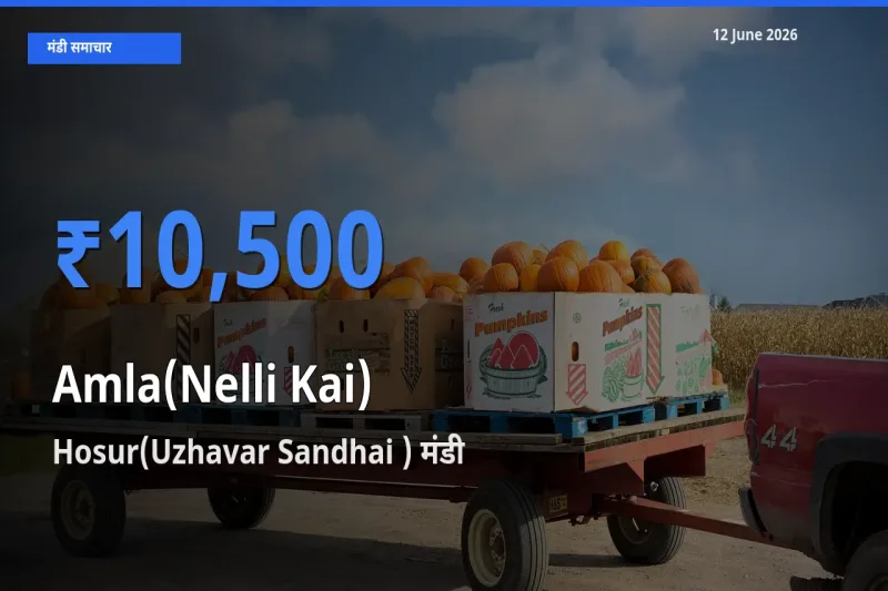 Hosur(Uzhavar Sandhai ) मंडी में आज आंवला के सबसे ऊँचे दाम दर्ज
