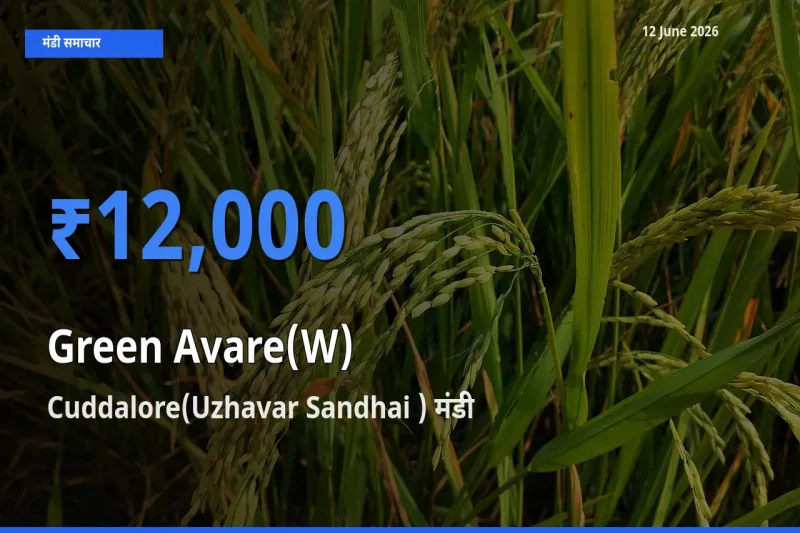 आज का मंडी भाव: हरी सेम के सबसे ज़्यादा दाम Cuddalore(Uzhavar Sandhai ) में