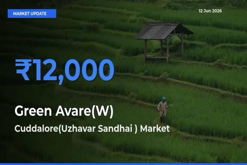 Top Performer! Cuddalore(Uzhavar Sandhai ) Offers Best Green Avare(W) Price Today