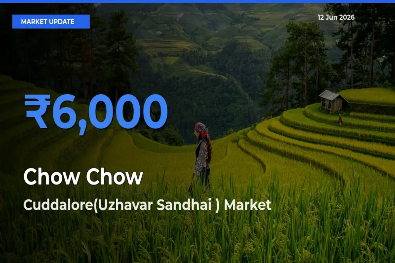 Cuddalore(Uzhavar Sandhai ) Emerges as Top Mandi for Chow Chow Prices Today