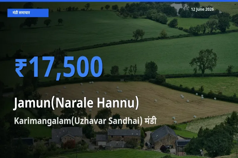 Karimangalam(Uzhavar Sandhai) में जामुन (नाराले हन्नू) का आज सबसे ऊँचा भाव