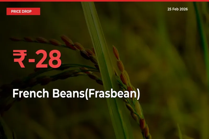 Why French Beans(Frasbean) Prices Fell 28.14% in a Day at Mandis