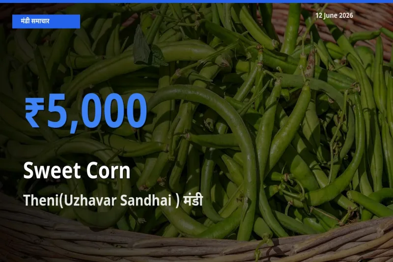 Theni(Uzhavar Sandhai ) में स्वीट कॉर्न का आज सबसे ऊँचा भाव