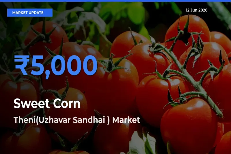 Top Performer! Theni(Uzhavar Sandhai ) Offers Best Sweet Corn Price Today