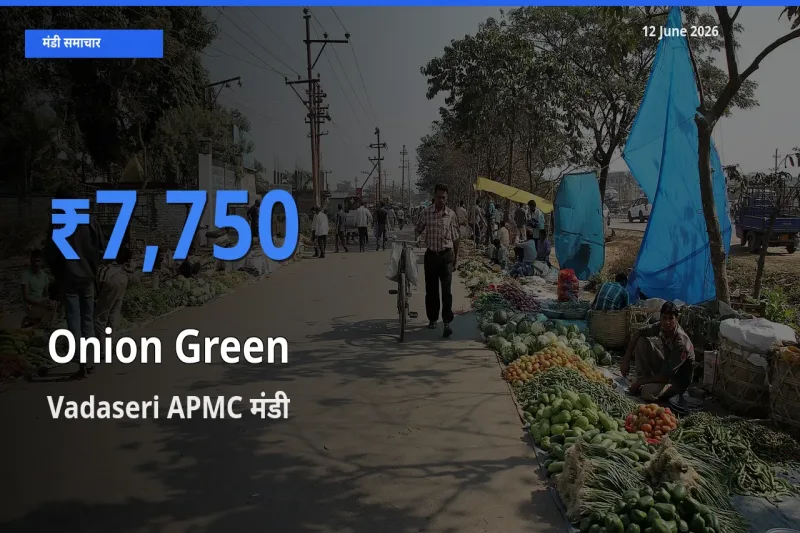 Vadaseri APMC मंडी में प्याज हरा ₹7,750 पर पहुँचा – आज का सर्वोच्च भाव
