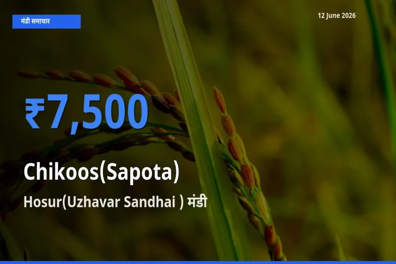 Hosur(Uzhavar Sandhai ) में चीकू का आज सबसे ऊँचा भाव