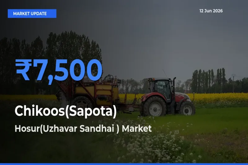 Top Performer! Hosur(Uzhavar Sandhai ) Offers Best Chikoos(Sapota) Price Today