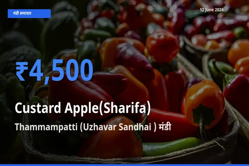आज शरीफा के सबसे ऊँचे दाम ₹4,500 Thammampatti (Uzhavar Sandhai ) मंडी में