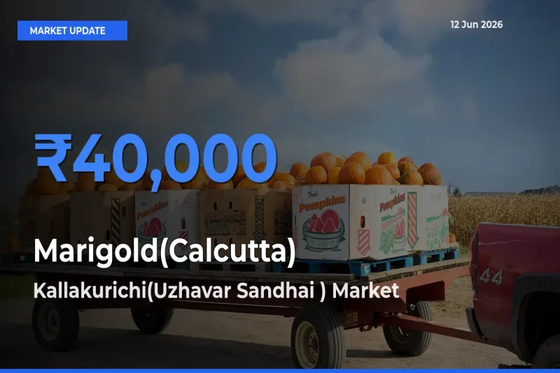 Market Watch: Kallakurichi(Uzhavar Sandhai ) Becomes Top Mandi for Marigold(Calcutta)