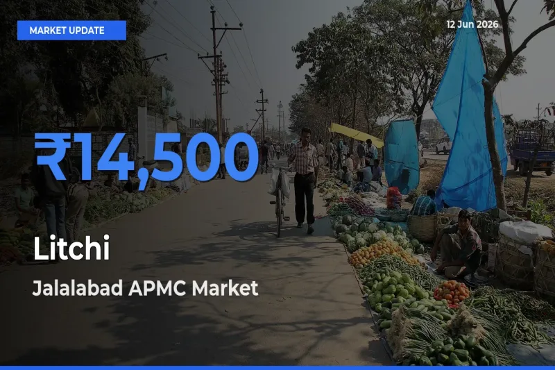 Jalalabad APMC Emerges as Top Mandi for Litchi Prices Today