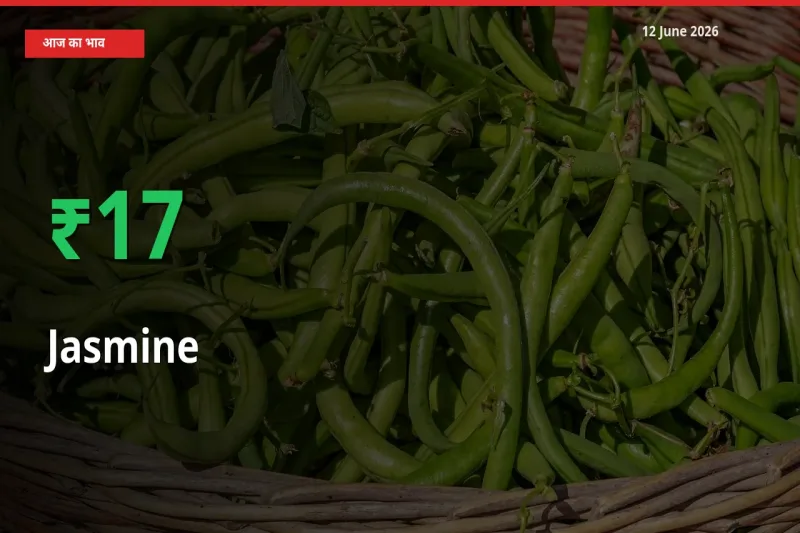 बाज़ार संकेत: चमेली के भाव मंडी में 17.32% ऊपर